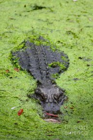 swampmade